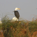 Aigrette ardoisée, Grande aigrette, Aigrette garzette, Shakawe