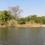 Les rives de l'Okavango, Shakawe