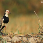 Vanneau à ailes blanches, Shakawe