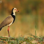 Vanneau à ailes blanches, Shakawe