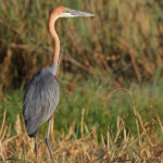 Héron goliath, Shakawe