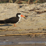 Bec-en-ciseaux, Shakawe