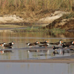 Bec-en-ciseaux, Shakawe