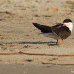 Bec-en-ciseaux, Shakawe
