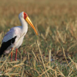 Tantale ibis, Shakawe