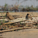 Glaréole à collier, Shakawe