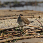 Glaréole à collier, Shakawe