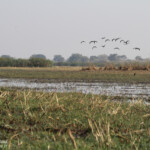 Shakawe