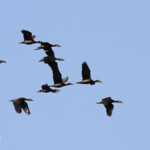 Dendrocygne veuf, Shakawe