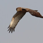 Busard grenouillard, Shakawe