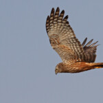 Busard grenouillard, Shakawe