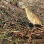 Héron crabier, Shakawe