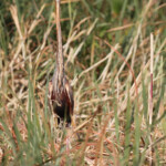 Héron pourpré, Shakawe