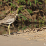 Oedicnème vermiculé, Shakawe