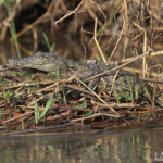 Crocodile du Nil, Shakawe