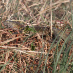 Varan du Nil, Shakawe