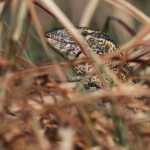 Varan du Nil, Shakawe