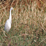 Aigrette intermédiaire, Shakawe