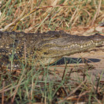 Crocodile du Nil, Shakawe