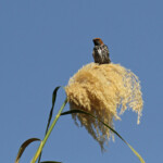 Hirondelle striée, Shakawe