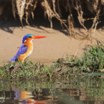 Martin-pêcheur malachite, Shakawe