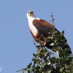 Pygargue vocifère, Shakawe