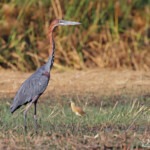 Héron goliath et crabier, Shakawe