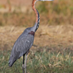 Héron goliath, Shakawe