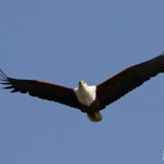 Pygargue vocifère, Shakawe