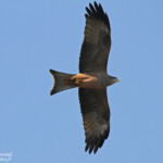 Milan à bec jaune, Shakawe