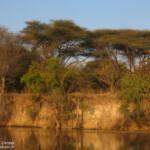 Nids de guêpiers, Shakawe