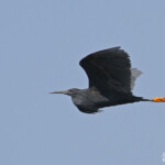 Aigrette ardoisée, Shakawe