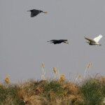 Aigrette ardoisées et Crabiers chevelus, Shakawe