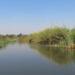 Les rives de l'Okavango, Shakawe