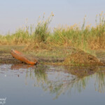 Les rives de l'Okavango, Shakawe