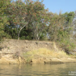 Les rives de l'Okavango, Shakawe