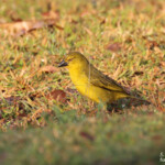 Tisserin safran, Katima Mulilo