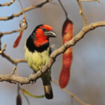 Barbican à collier, Katima Mulilo