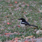 Gonolek à ventre blanc,, Katima Mulilo