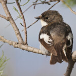 Gobemouche noir mâle, Camargue