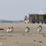 Pluviers argentés, Plage de Beauduc