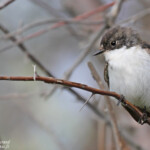 Gobemouche noir mâle, Camargue
