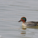 Sarcelle d'hiver, Scamandre, Camargue gardoise