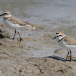 Couple de Gravelot à collier interrompu, Camargue