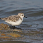 Bécasseau sanderling, Route de Beauduc