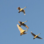 Cygnes de Bewick, Pointe Martine