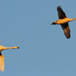 Cygnes de Bewick, Pointe Martine