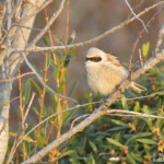 Rémiz penduline, Salins de Badon, Camargue