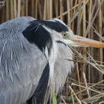 Héron cendré, Camargue
