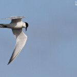 Sterne hansel dans les rizières camarguaises
